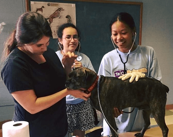 Junior Vet Medicine (Ages 7-9)